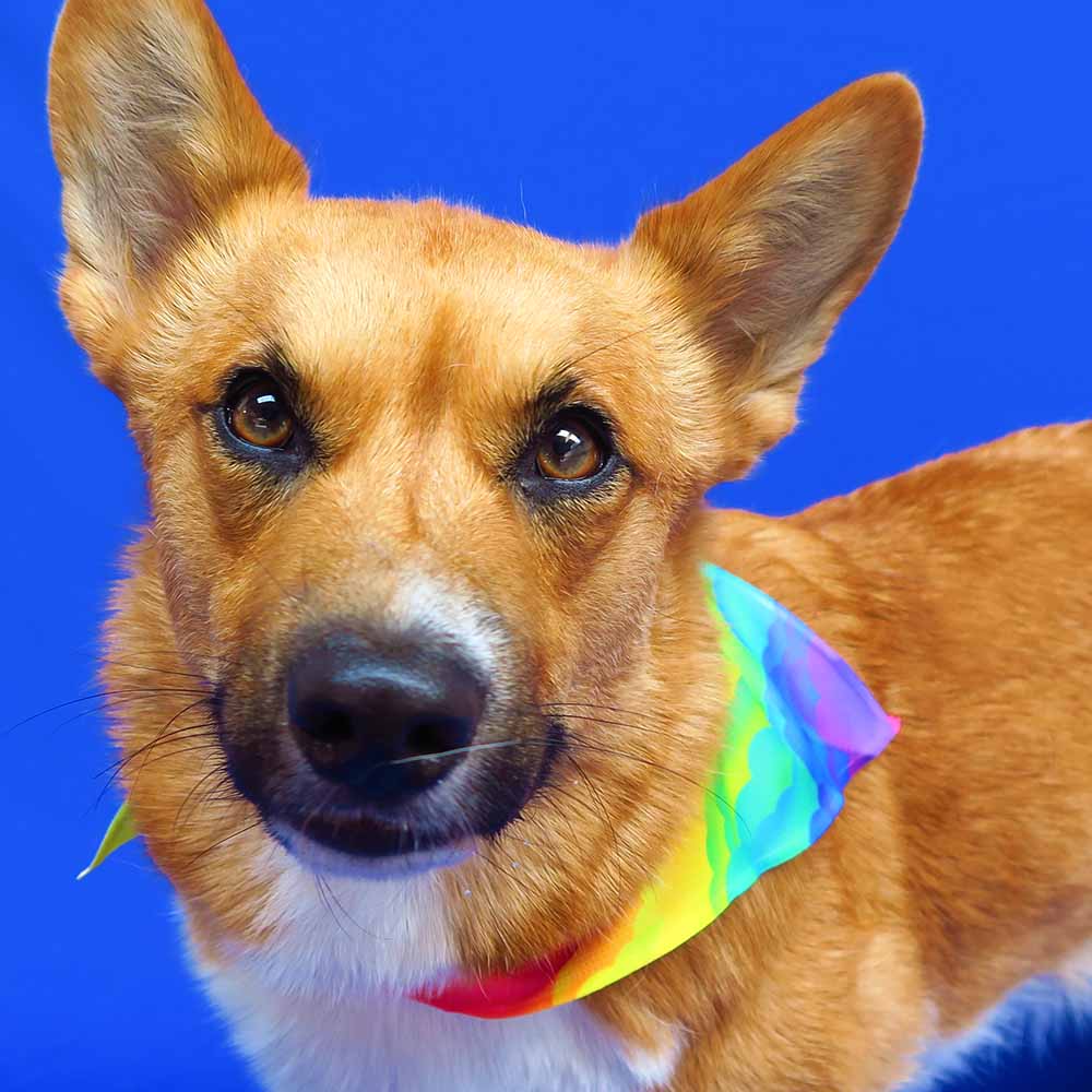 Regenboog bandana hond