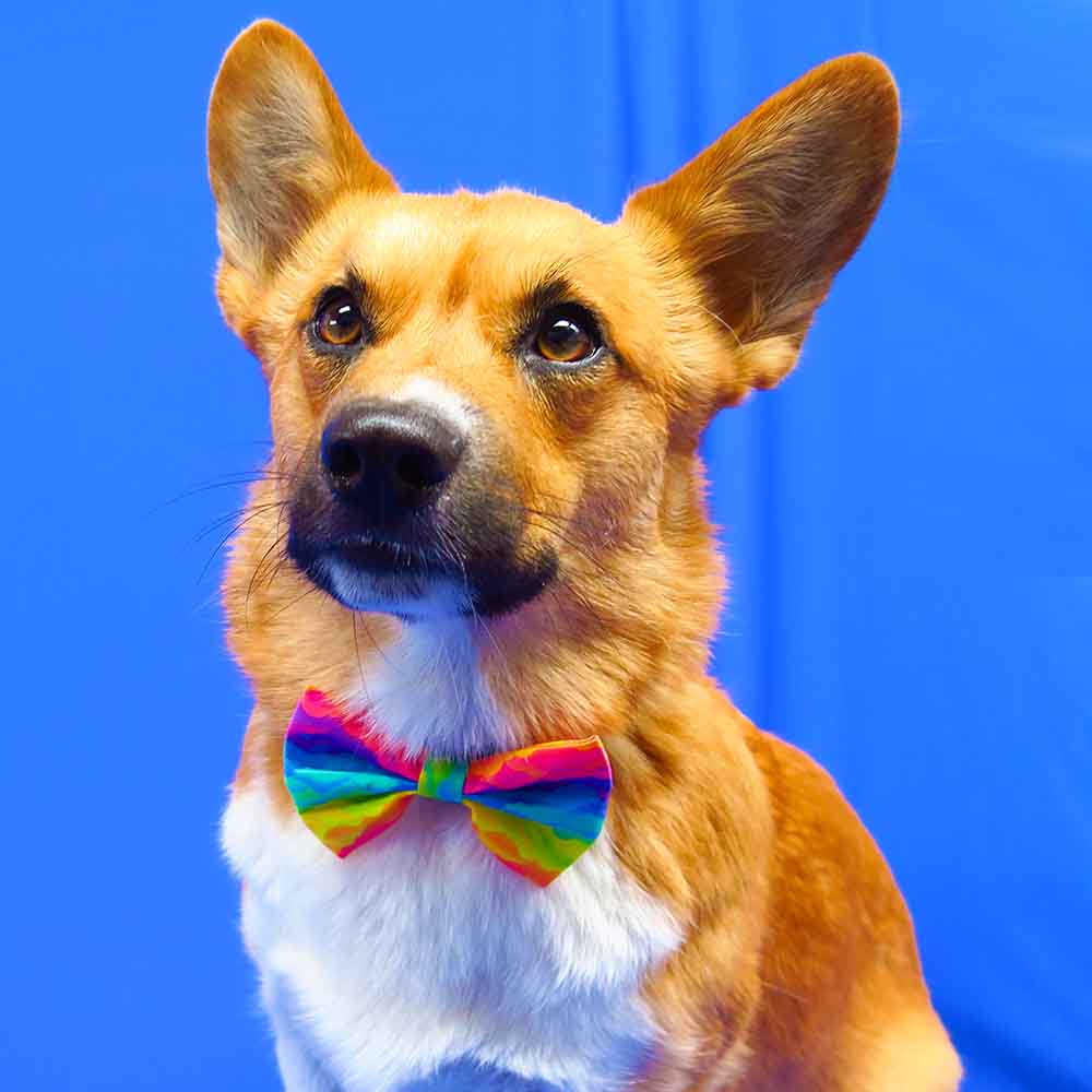 Regenboog bandana + strikje set